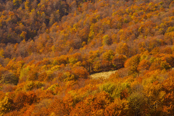 Fototapeta premium Autumn in the primeval forest. Bieszczady Mountains.