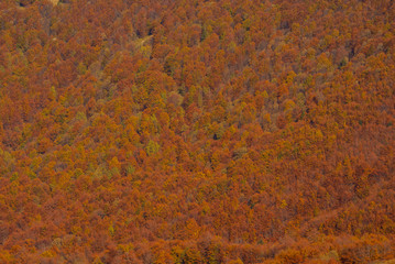 Autumn in the primeval forest. Bieszczady Mountains.