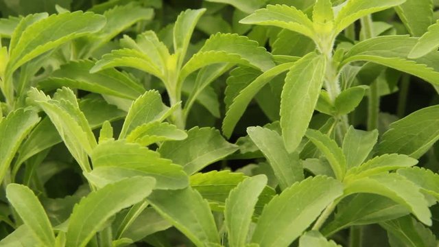 Sweet plant. Stevia rebaudiana.