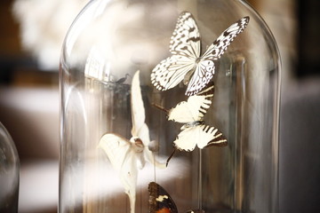 Different types of stuffed butterfly under a glass dome