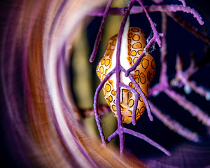 Flamingo Tongue Snail in a Purple Coral.