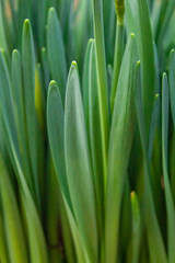 Obraz premium An Array of Green Daffodil Leaves