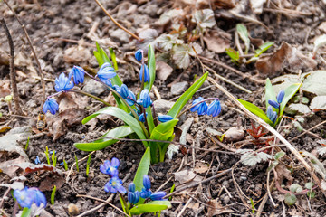 Blue scilla flowers (Scilla siberica) or siberian squill
