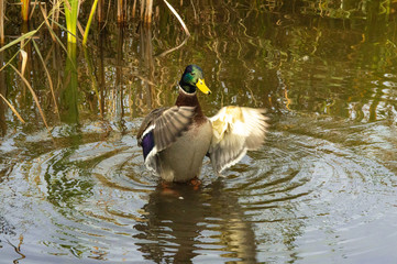 Fototapete bei efototapeten.de bestellen   
