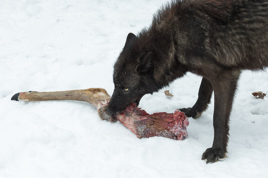 Black Phase Grey Wolf (Canis lupus) Grabs White-Tail Deer Leg Winter