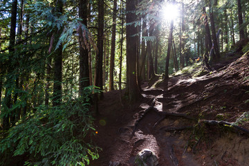 trail thru the woods