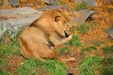 In fall the lion is one of the four big cats in the genus Panthera, and a member of the family...