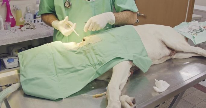 Veterinary surgery - Veterinarian operating a white dog in a pet clinic