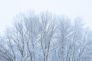 snow covered trees