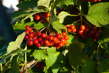 berries of viburnum in the sun