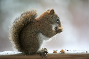 Fototapeta premium Chubby Squirrel Standing Eating