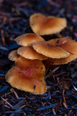 wild mushroom cluster