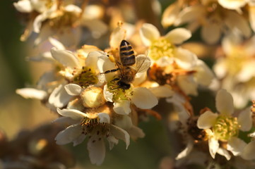Bee working on collecting pollen among the flowers of a fruit tree