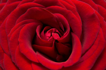 Fototapeta na wymiar rose flower bud petal red vinous background