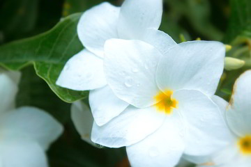 closeup of white tropical flower