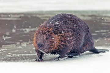 funny brown american beaver (castor genus) sits on the shore of a frozen lake in winter © serhio777