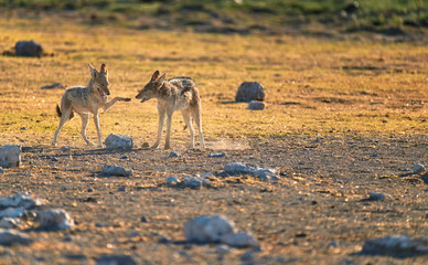 Black-backed jackal, Canis mesomelas, fox-like canis, pair of jackals are playing together, showing social signals. African wildlife scenery. Etosha national park. Namibia.