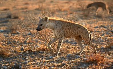 Close up, panoramic photo of Spotted hyena, Crocuta crocuta with upright, backlighted mane, two hyenas running on early morning dry savanna. Wildlife photography in Etosha national park, Namibia.