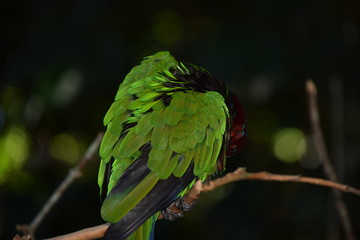 iguaçu