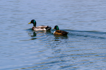 Anas platyrhynchos - Mallard duck
