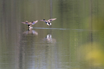 Anas platyrhynchos - Mallard duck