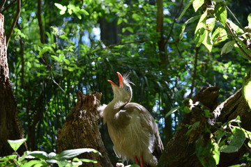 iguaçu