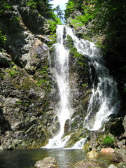 Fototapeta premium Water Fall Forest