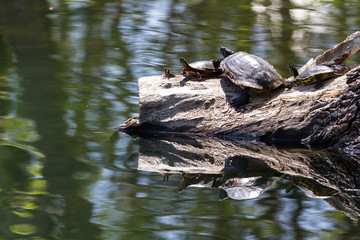 group of turtles on a log