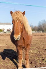 Fototapeta premium Caballos