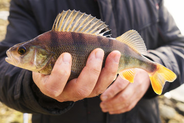 Perch in man's hand, toned