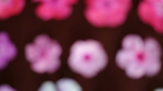 A lot of fresh flowers of Phlox lies on the fabric top view, zoom in, all flowers have different colors (white, pink, crimson), shape, size. A good example of phenotypic manifestations of mutation. Cl