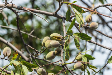 almonds on branches in the natural environment, on the background of branches
