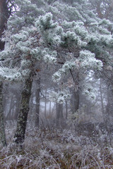 forest in winter