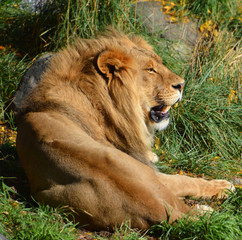 In fall the lion is one of the four big cats in the genus Panthera, and a member of the family...