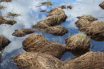 Art of nature. Abstract Spring