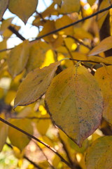 Obraz premium Persimmon tree with dry leaves in mid autumn