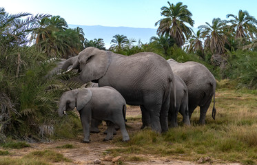 Naklejka premium Elefanten in Kenia