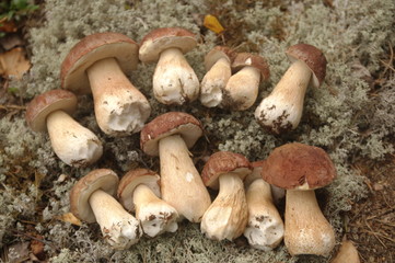 harvested white mushrooms in the forest
