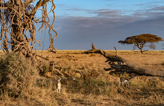 Gemsen in Afrika