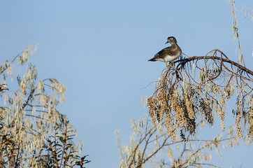 Wood Duck Perched High in the Autumn Tree Tops