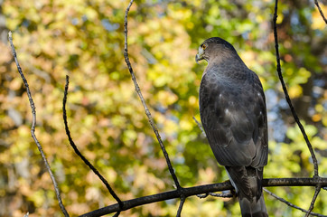Cooper's Hawk Perched in an Autumn Tree