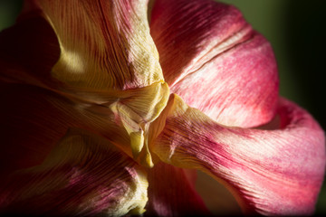 Fototapeta na wymiar Tulipicity