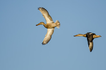 Pair of Northern Shovelers Flying in a Blue Sky
