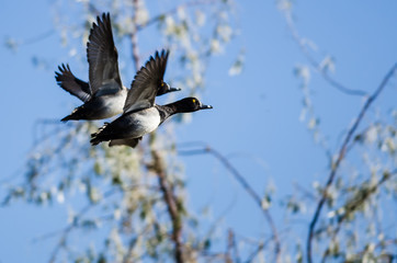 Two Ring-Necked Ducks Taking to Flight in the Wetlands