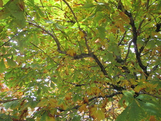 fotos de paisajes varios arboles varios naturaleza 