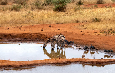 Fototapeta na wymiar Zebras am Wasserloch in freier Wildbahn