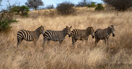 Fototapeta premium Zebra