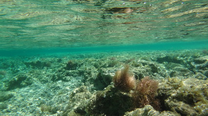 Morze Czerwone, koralowiec, rafa, pod wodą,  - obrazy, fototapety, plakaty