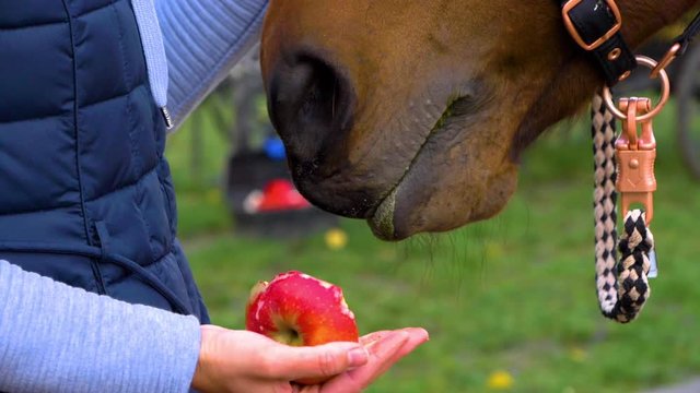 Friendly tamed trained horse biting and chewing on a red apple, fed by equestrian on a early morning
(close up shot) (slow motion)
