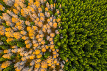 Aerial view of autumn colored forest. Drone shot bird eye. Natural pattern in top down aerial view...